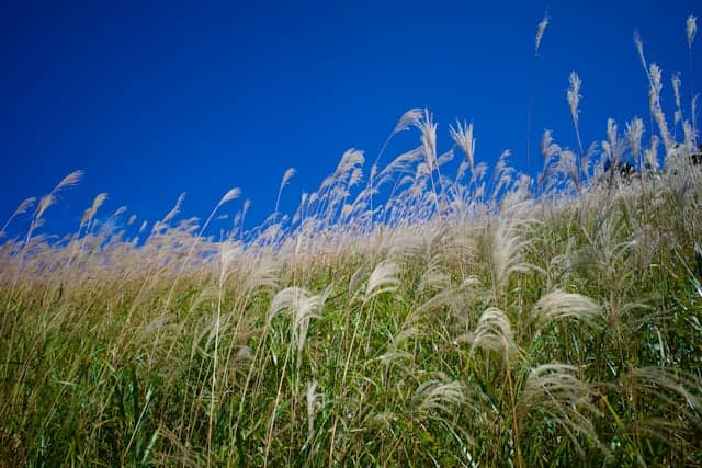 比蓬菜更远的蓬莱